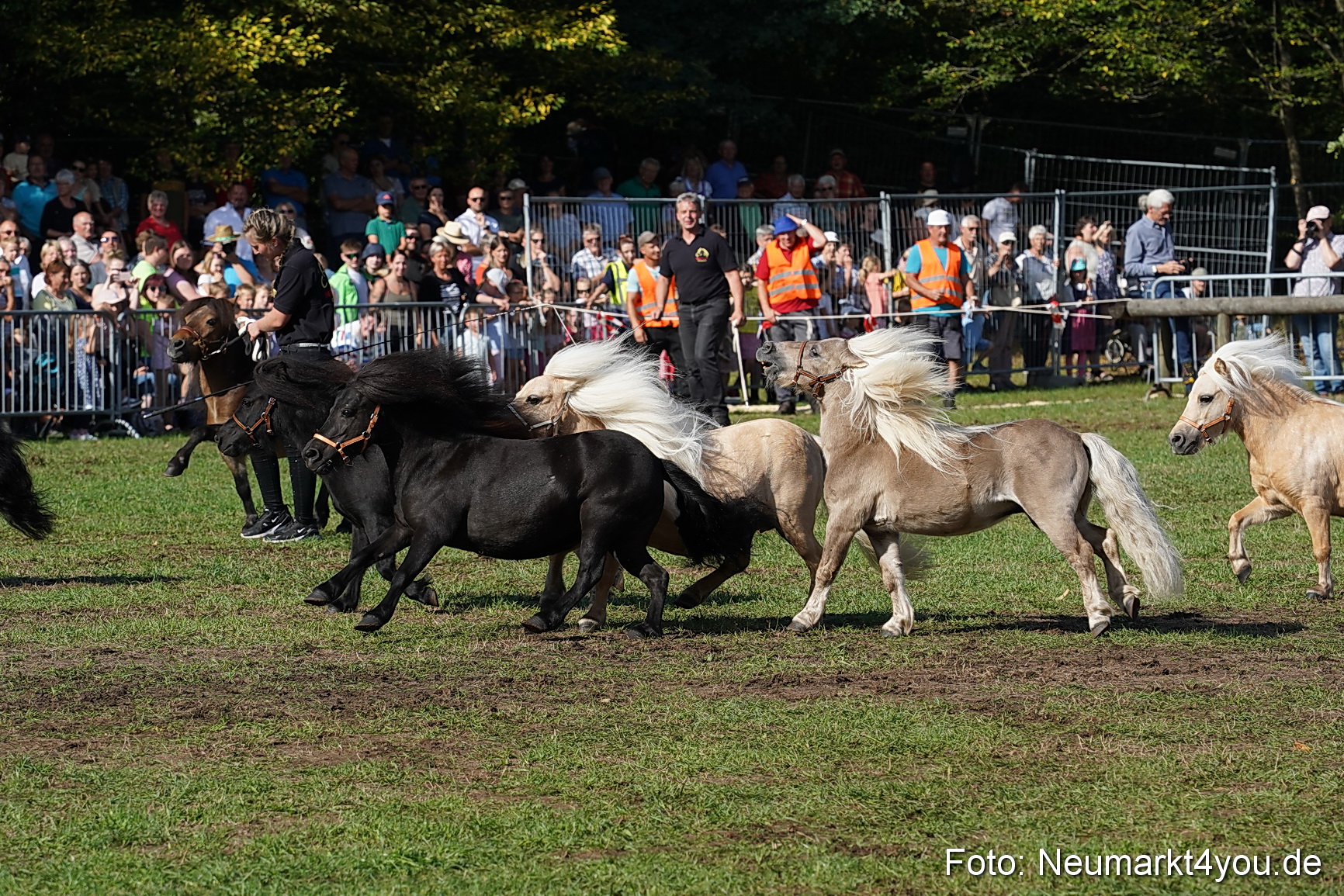 Pferde und Fohlenschau 2022 0084 